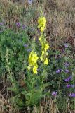 Verbascum densiflorum. Цветущее растение, общий вид. Краснодарский край, Анапское муниципальное образование, с. Витязево, берег Витязевского лимана, пустырь. 24.07.2020.