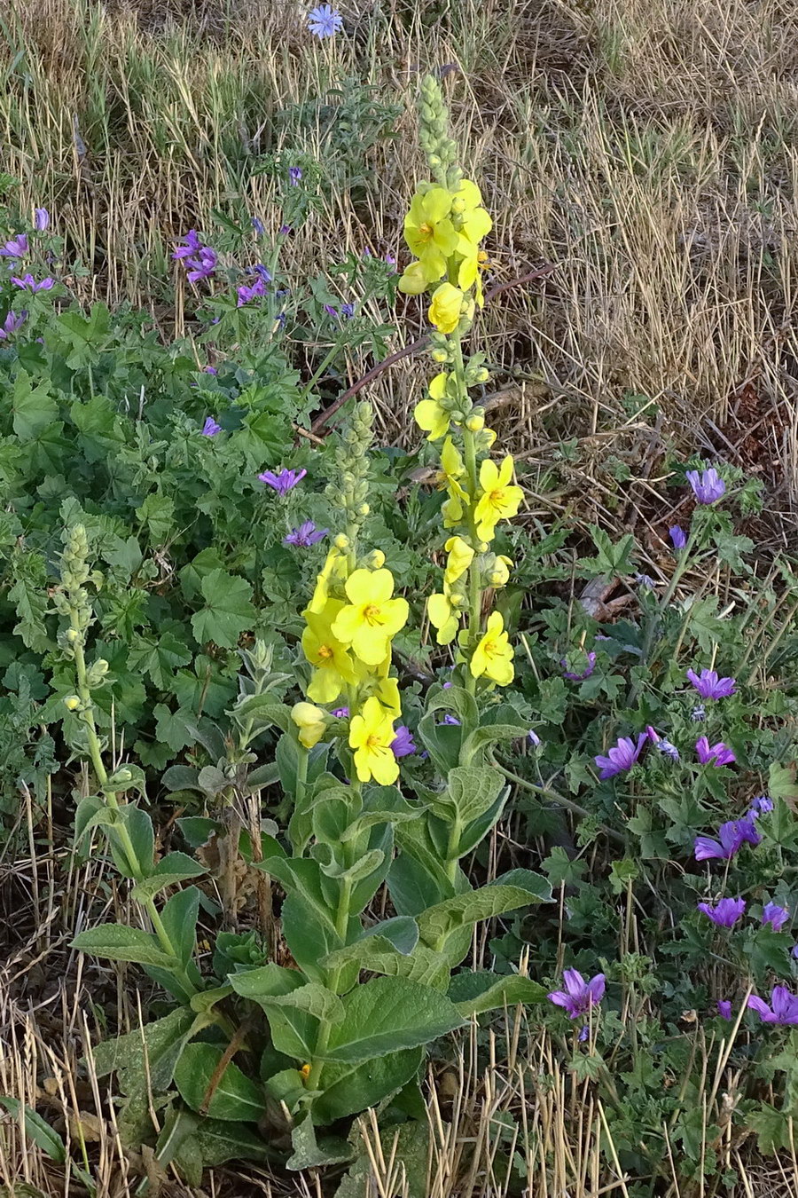 Image of Verbascum densiflorum specimen.