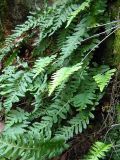 Polypodium vulgare. Спороносящие вайи. Красноярский край, Эвенкийский р-н, государственный природный заповедник \"Тунгусский\", пр. берег р. Подкаменная Тунгуска, каменистый склон. 30.06.2018.