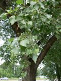 Populus nigra. Ветвь. Хабаровск, мкр-н Амуркабель, в культуре. 11.07.2014.