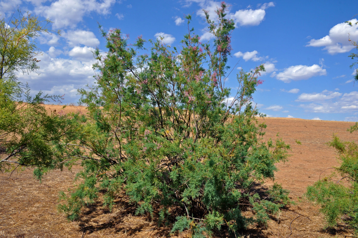 Image of genus Tamarix specimen.