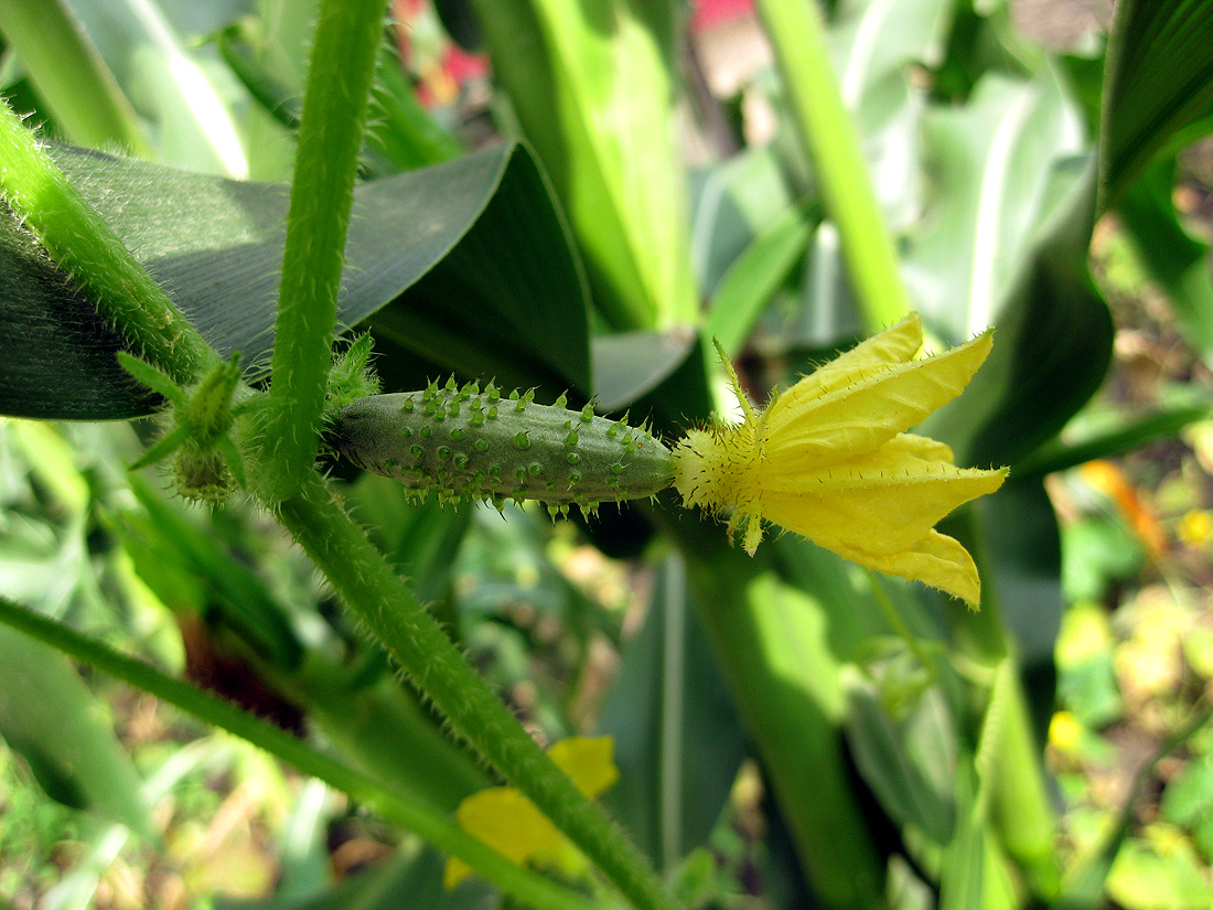 Image of Cucumis sativus specimen.