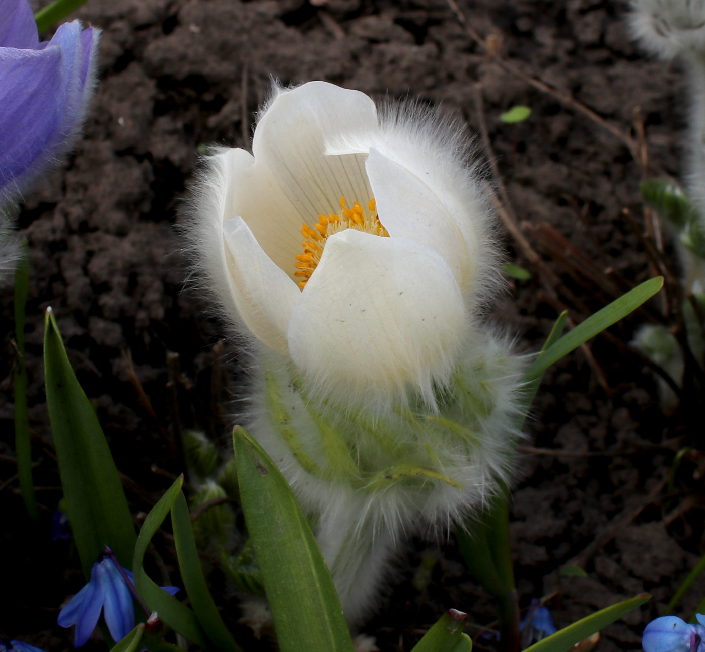 Image of Pulsatilla taurica specimen.