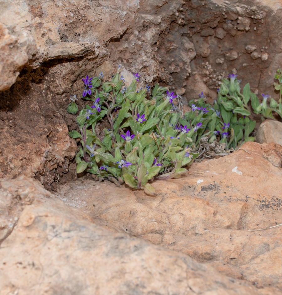 Изображение особи Campanula hierosolymitana.