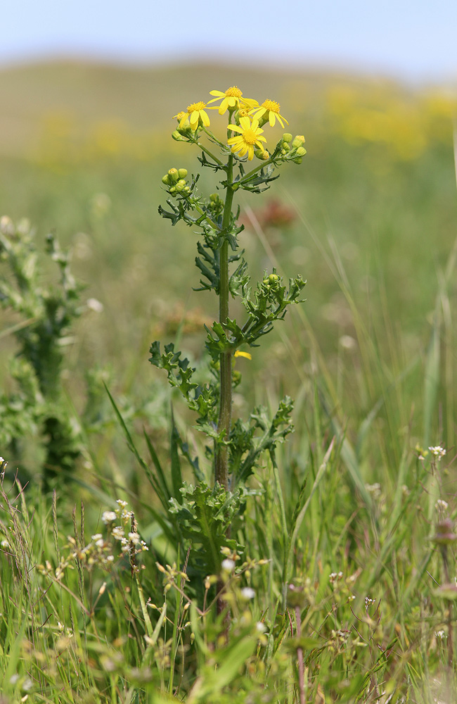 Изображение особи Senecio vernalis.