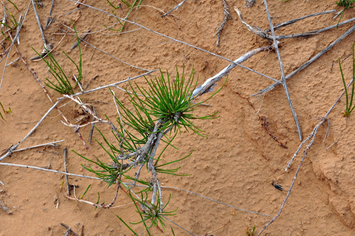 Изображение особи Calligonum aphyllum.