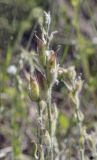 Oxytropis kungurensis. Соплодие. Пермский край, Кунгурский р-н, окр. с. Каширино, долина р. Сылва, обнажение гипсов, слабо задернованный крутой склон. 06.06.2021.