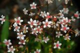 Saxifraga umbrosa. Веточки соцветия. Московская обл., Раменский р-н, окр. дер. Хрипань, дачный участок. 08.06.2010.