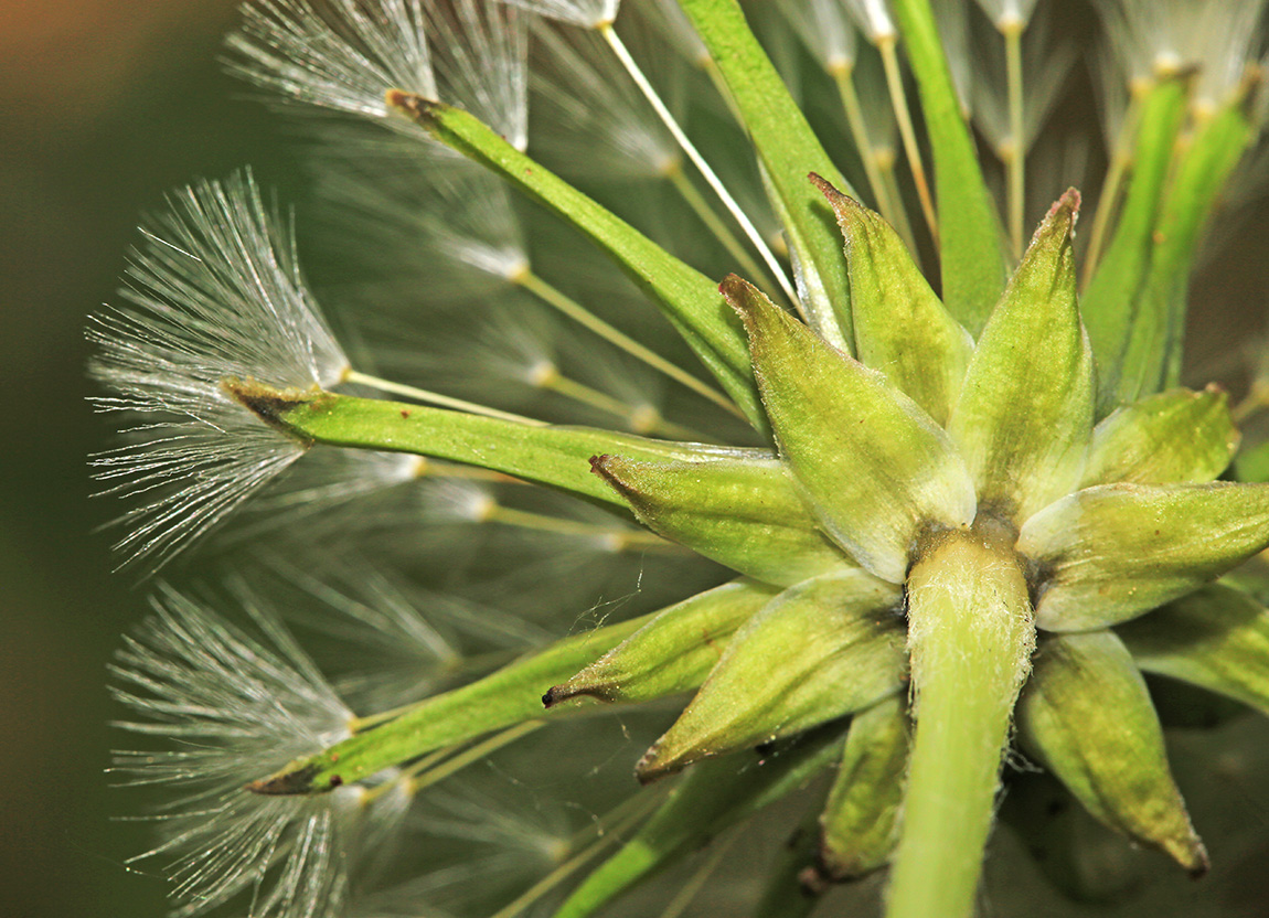 Изображение особи Taraxacum mongolicum.