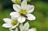 Veratrum dahuricum