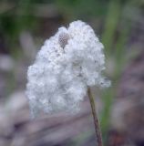 Anemone sylvestris