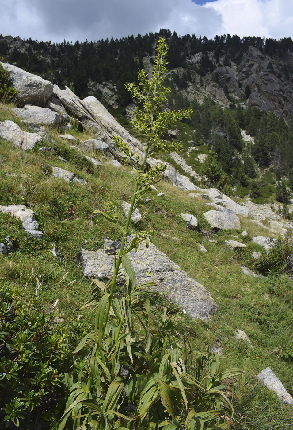 Image of Veratrum album specimen.