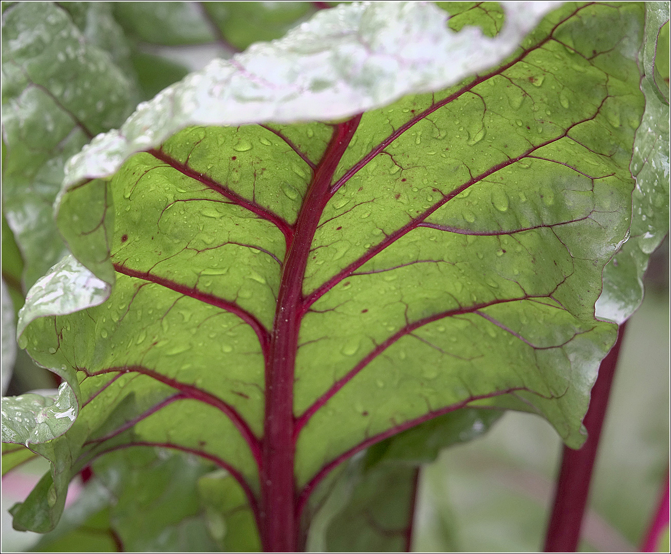 Image of Beta vulgaris specimen.