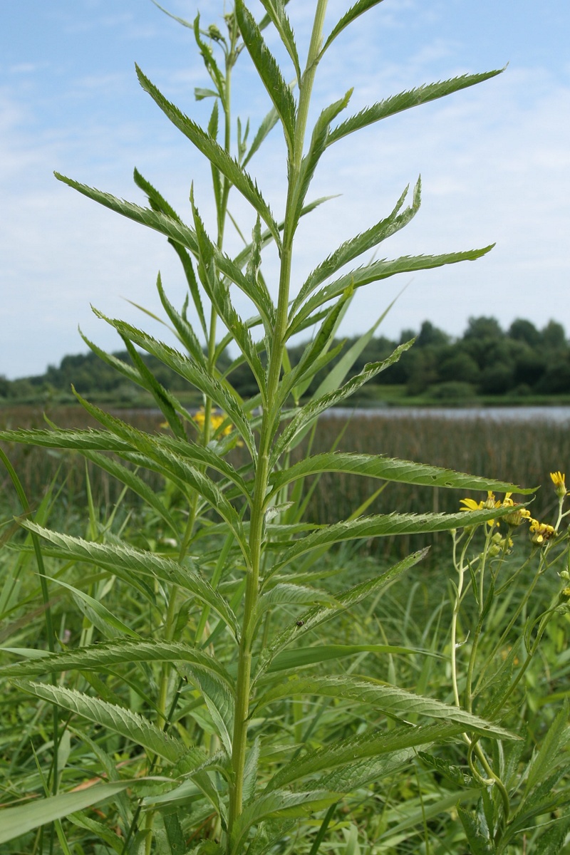 Image of Senecio paludosus specimen.