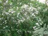 Syringa vulgaris. Цветущее растение. Хабаровск, ул. Ульяновская, 60, в культуре. 05.06.2011.