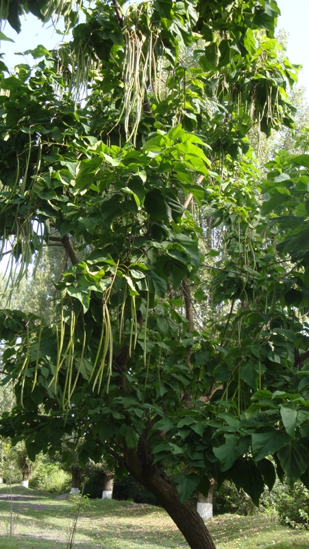 Изображение особи Catalpa bignonioides.