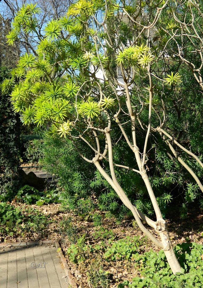 Image of Euphorbia bourgeana specimen.