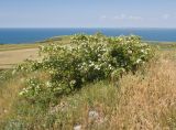 Crataegus rhipidophylla