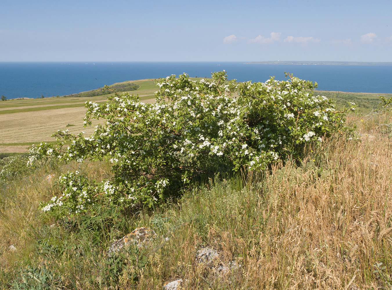 Image of Crataegus rhipidophylla specimen.