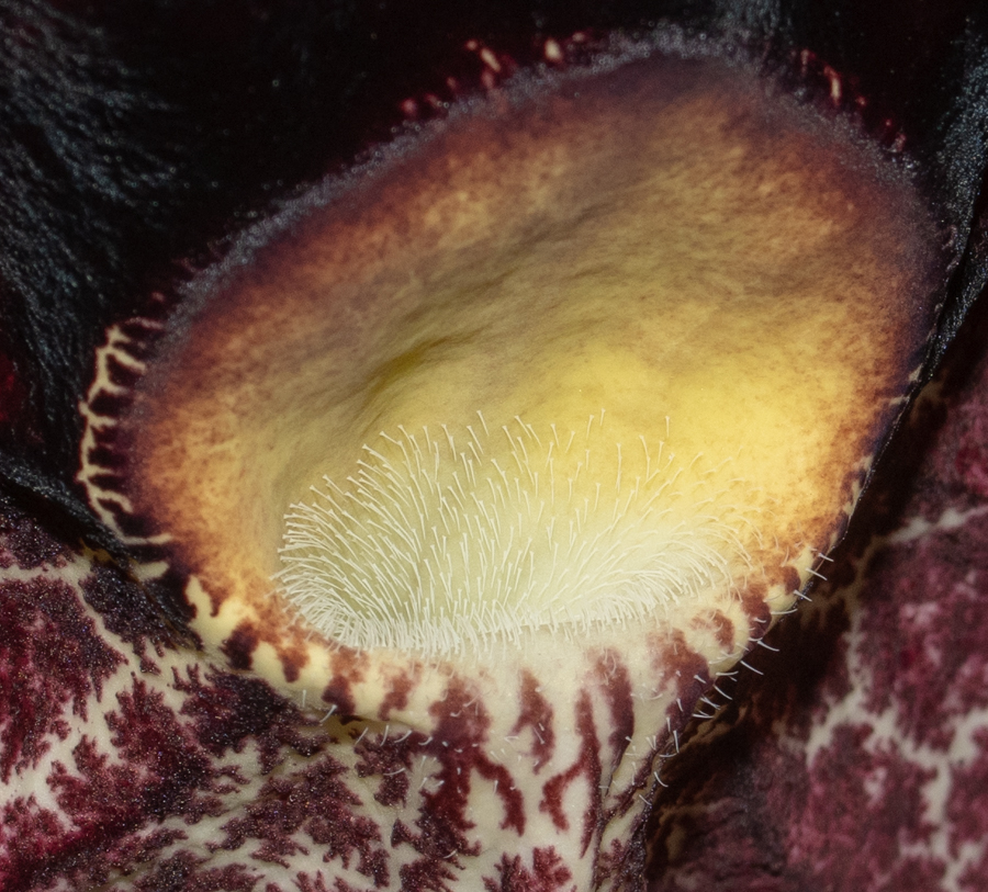 Image of Aristolochia gigantea specimen.