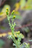 Senecio vulgaris. Верхушка цветущего растения. Ленинградская обл., Гатчинский р-н, окр. дер. Авколево, карьер \"Елизаветино\", каменистый берег озера на месте выработки известняка. 30.08.2020.