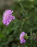 Scabiosa columbaria