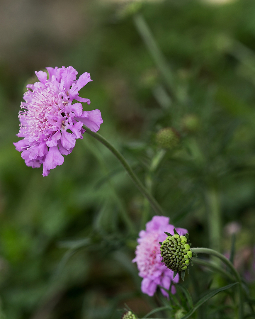 Image of Scabiosa columbaria specimen.