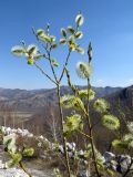 Salix caprea. Ветви с мужскими соцветиями. Республика Хакасия, Ширинский р-н, окр. с. Ефремкино, мраморный карьер. 08.05.2021.