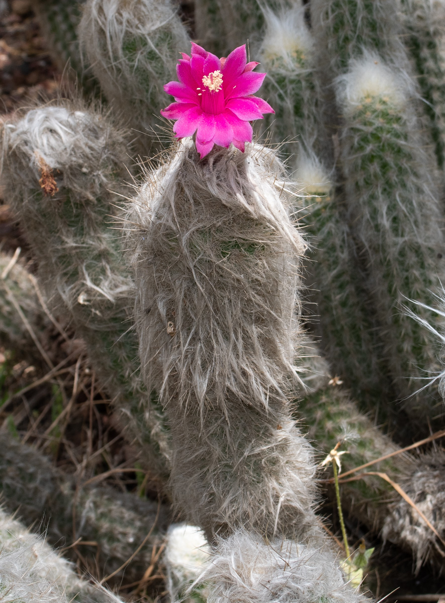 Image of genus Oreocereus specimen.