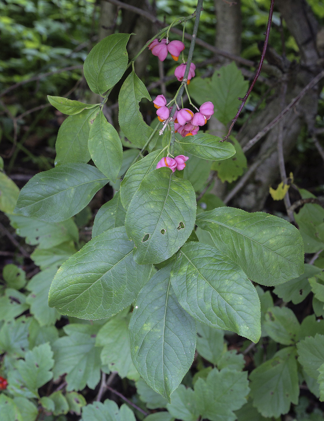 Image of genus Euonymus specimen.