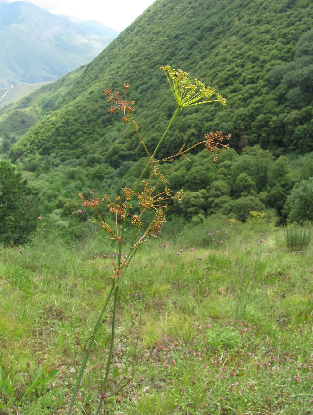 Изображение особи Peucedanum ruthenicum.