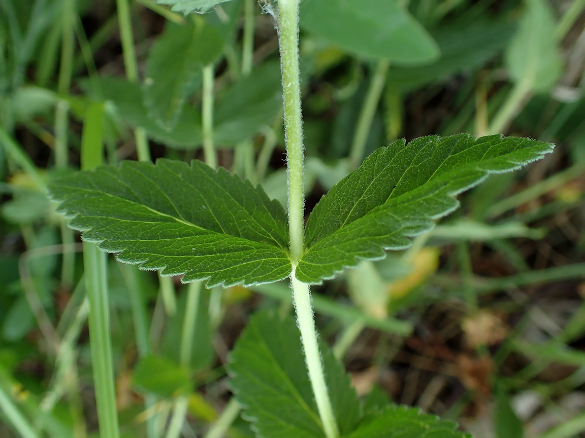 Изображение особи Veronica teucrium.