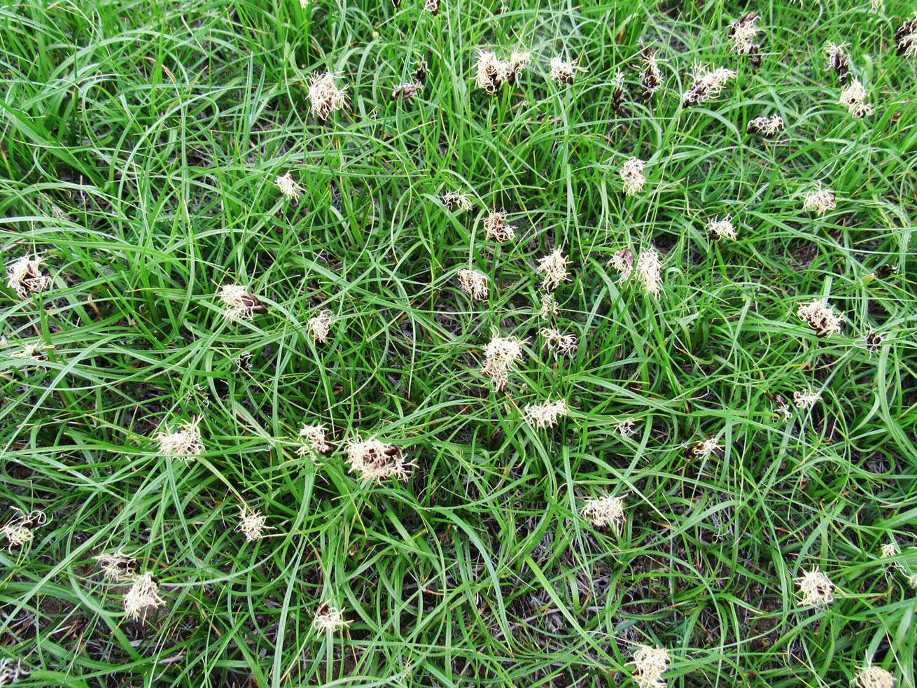 Image of Carex pachystylis specimen.