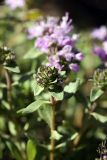 genus Thymus