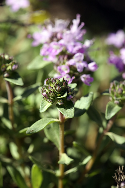 Изображение особи род Thymus.