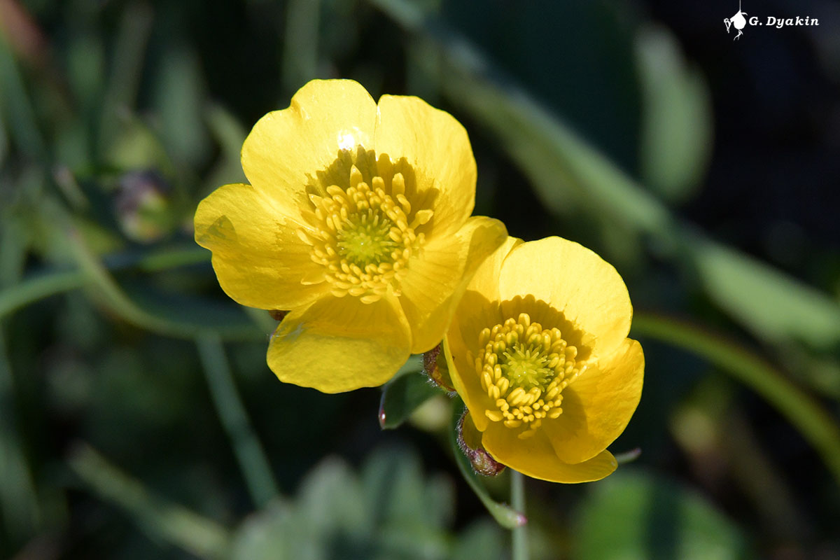 Изображение особи род Ranunculus.