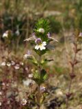 Euphrasia hyperborea. Верхушка цветущего побега. Магаданская обл., окр. г. Магадан, низовья р. Магаданка, поляна около моста. 03.08.2017.