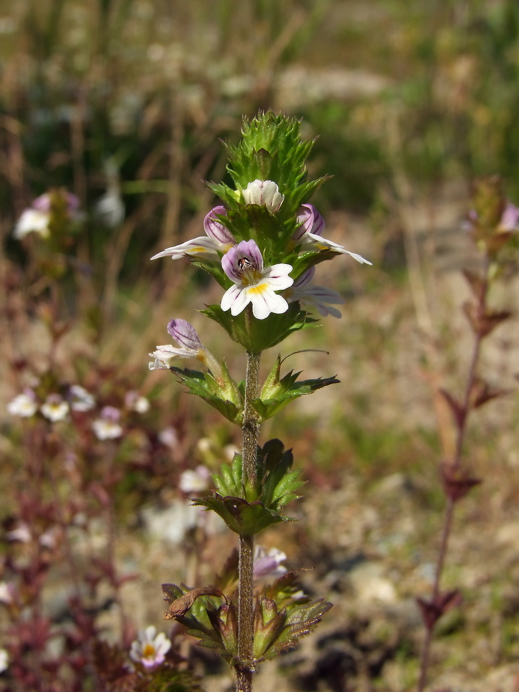 Image of Euphrasia hyperborea specimen.