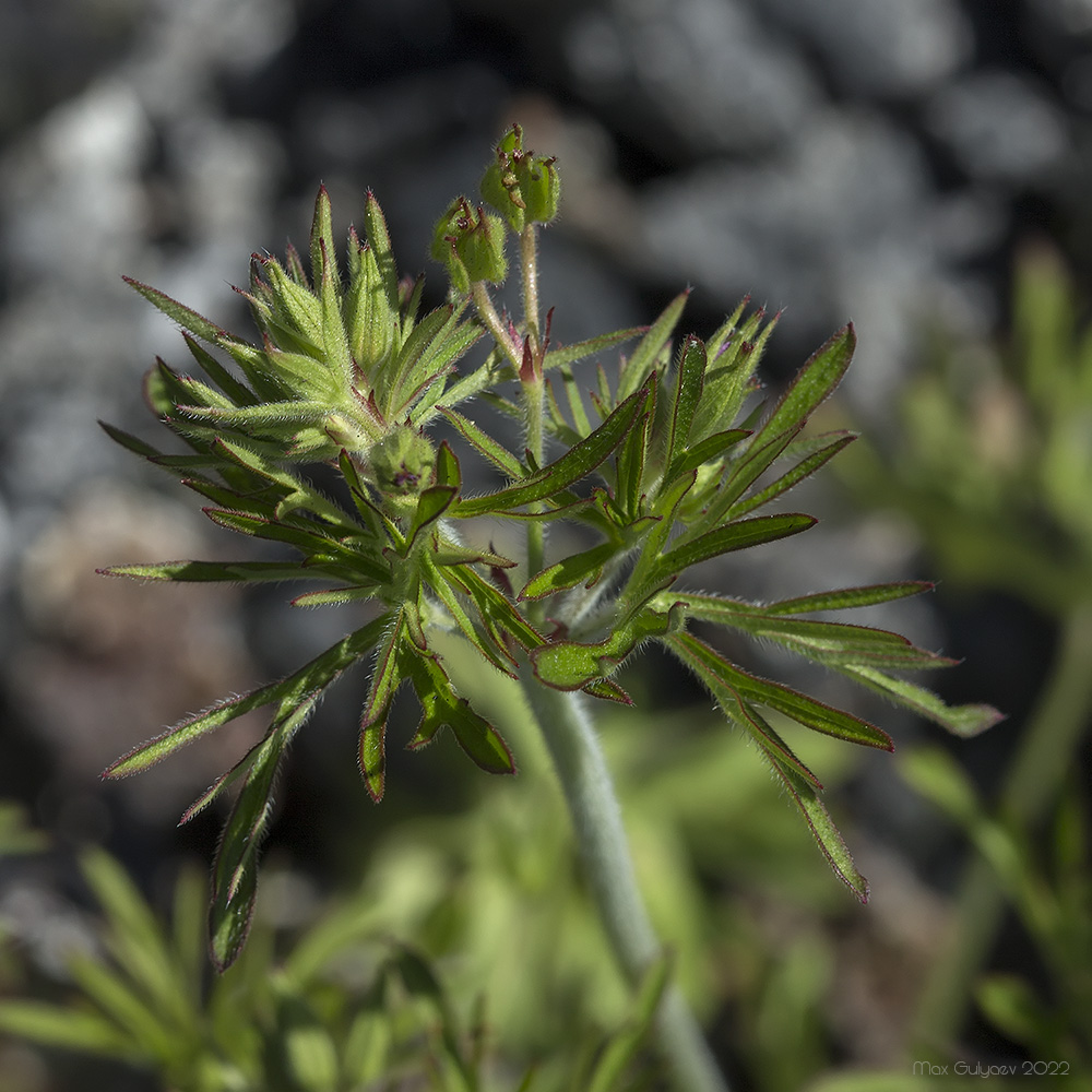 Изображение особи Geranium dissectum.