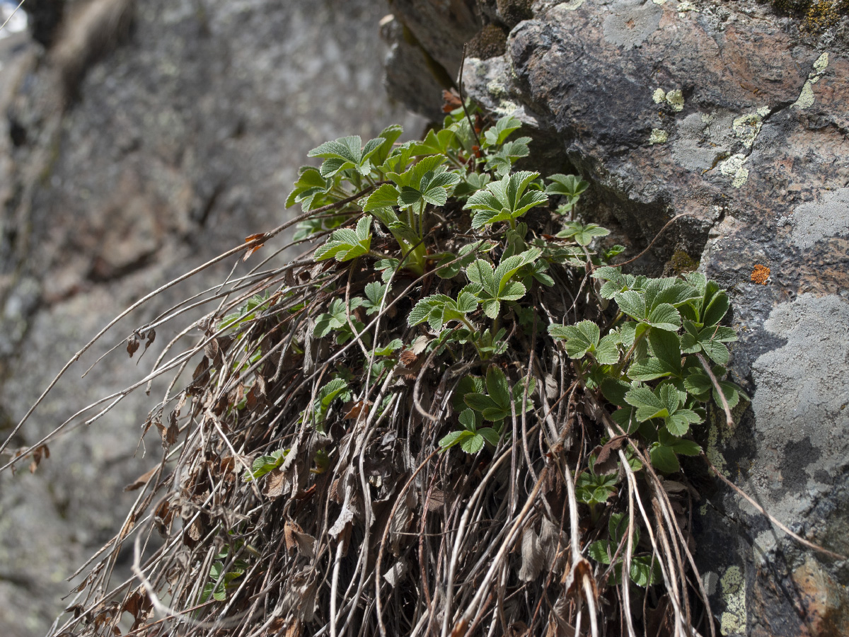 Image of Potentilla brachypetala specimen.