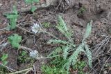 Смотреть изображение Oxytropis kamelinii