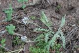 Oxytropis kamelinii