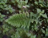 род Polystichum