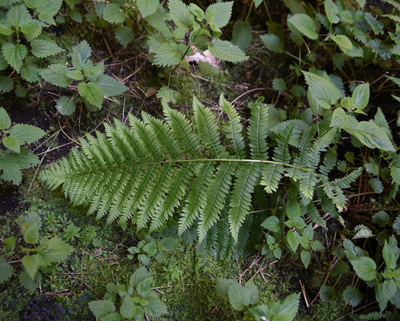 Изображение особи род Polystichum.