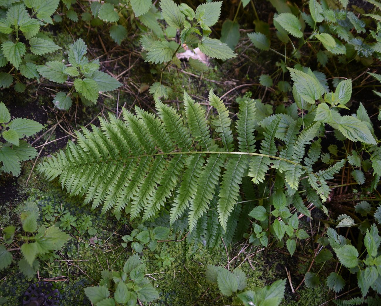 Image of genus Polystichum specimen.