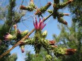 Cousinia umbrosa. Верхушка ветви с соцветиями. Казахстан, г. Тараз, левый берег долины р. Ушбулак (Карасу), старые вязовые посадки. 14 июня 2022 г.