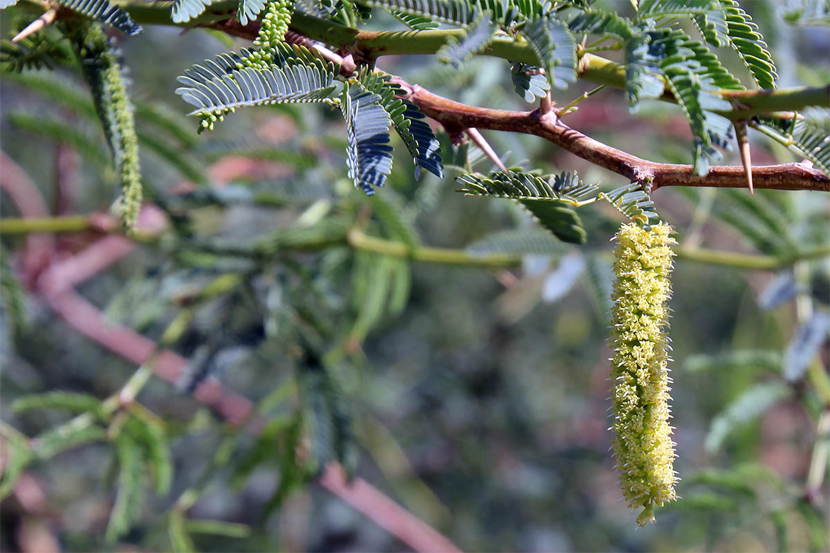 Изображение особи семейство Fabaceae.