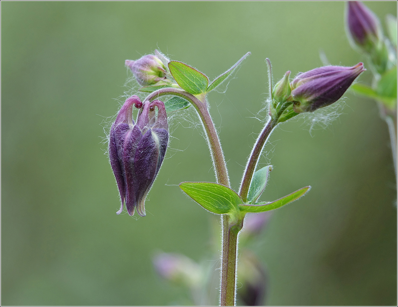 Image of Aquilegia vulgaris specimen.