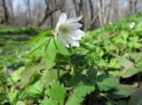 Anemone raddeana