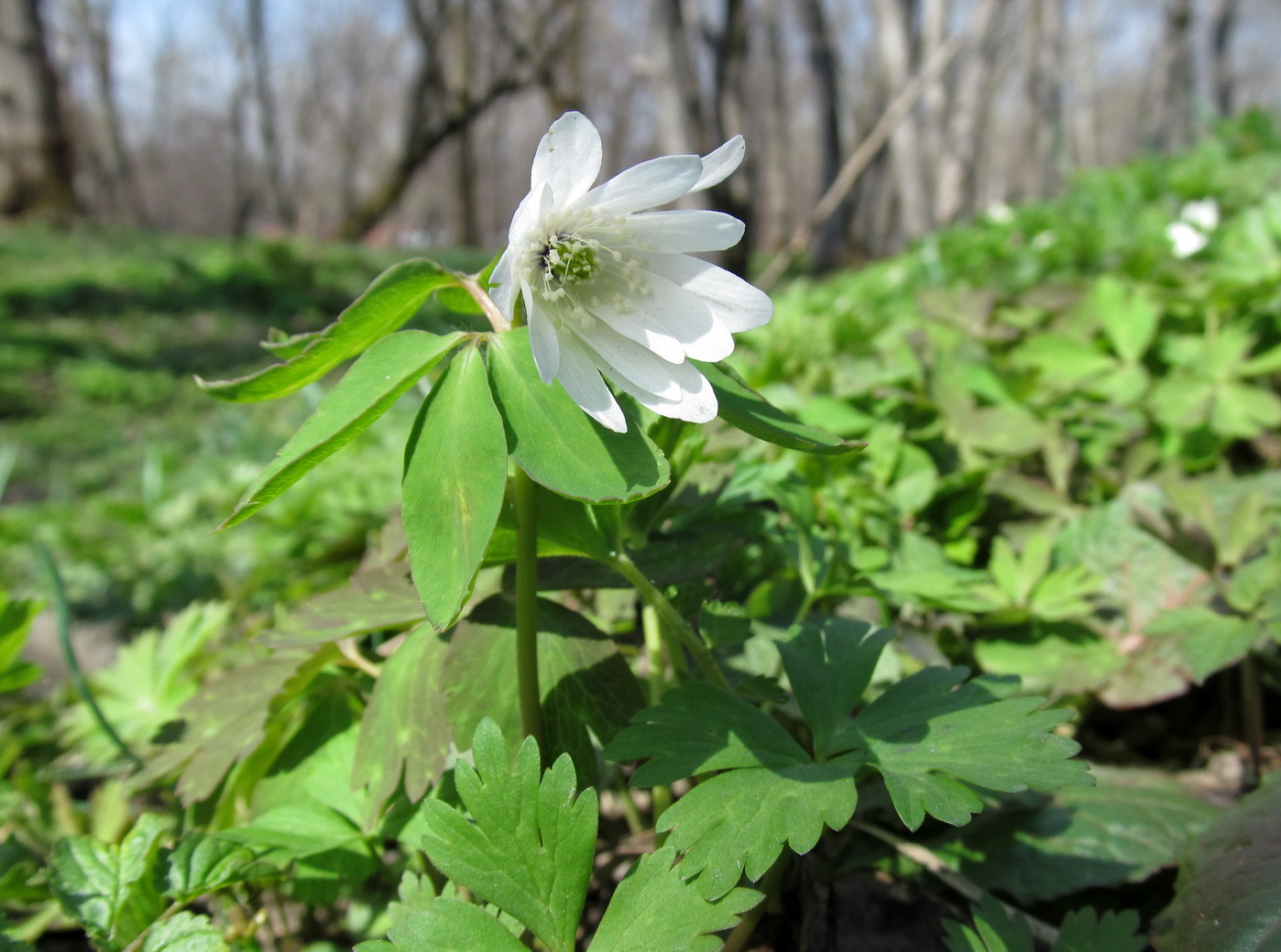 Изображение особи Anemone raddeana.